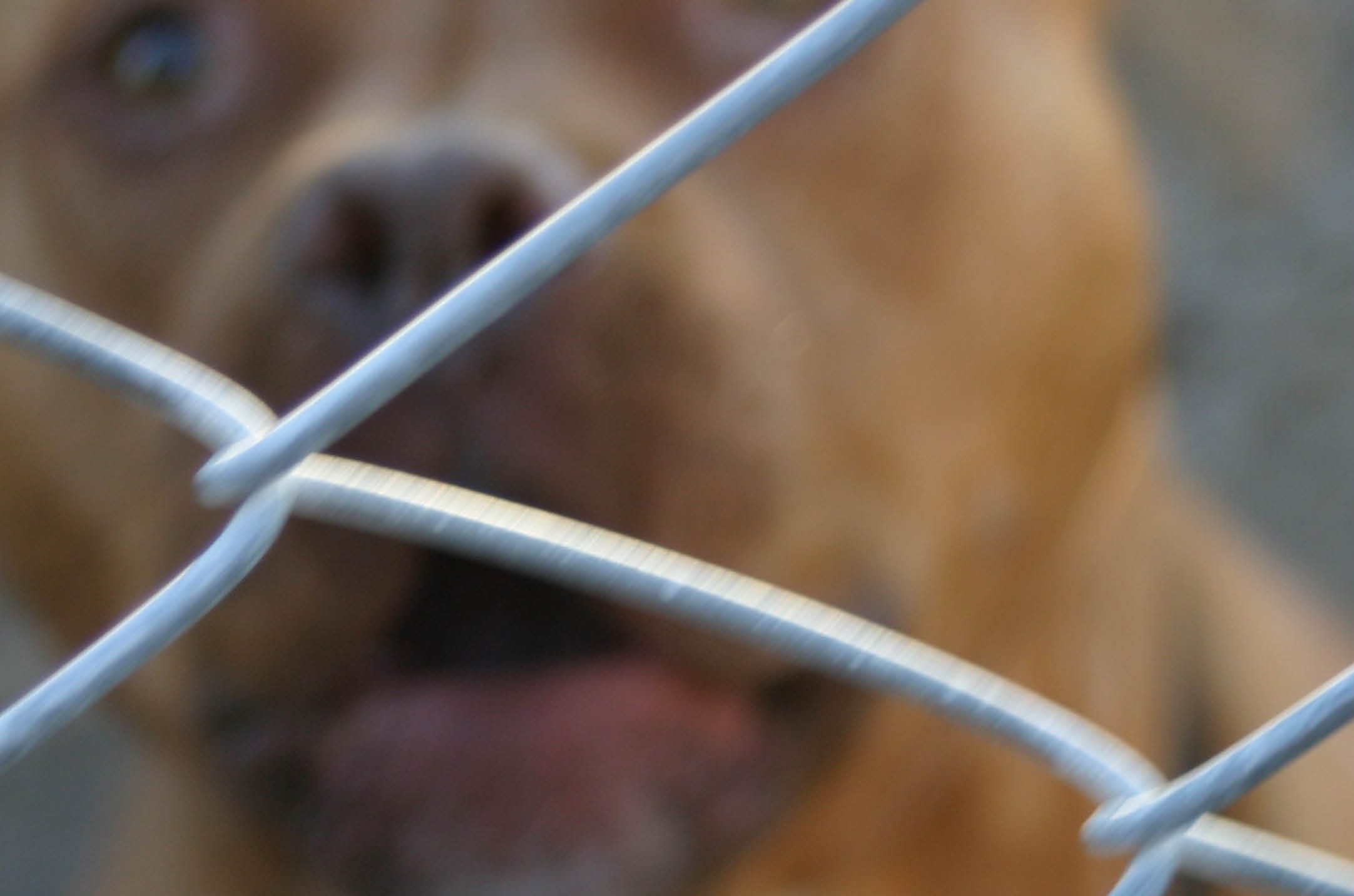 Dog through fence